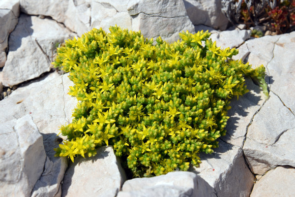 Circuit écologique Parc National des Calanques au Frioul