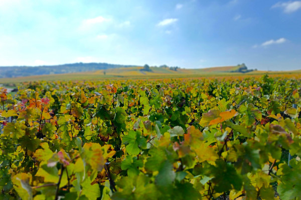 E-bike tours - paysage vignoble Champagne