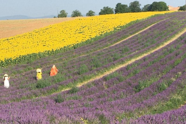 Champs-de-lavande-et-tournesols