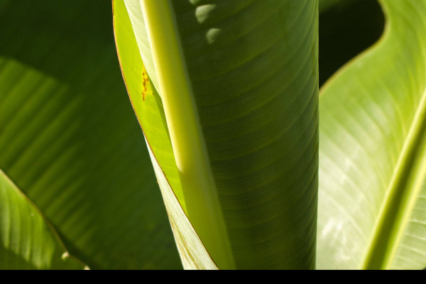 Feuilles de bananier