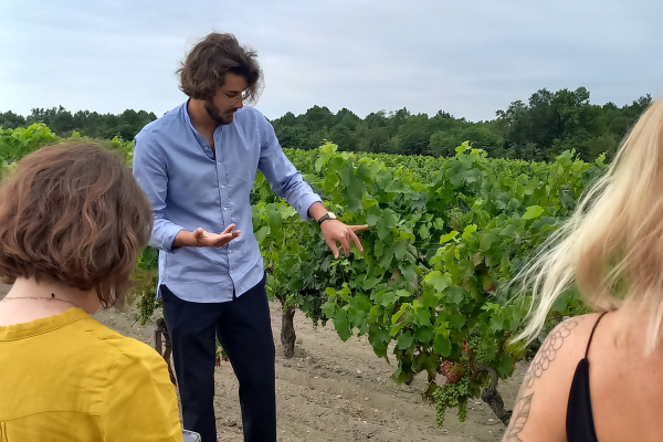 Vignoble Médoc