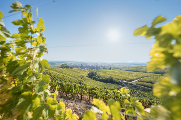 Dans les vignes