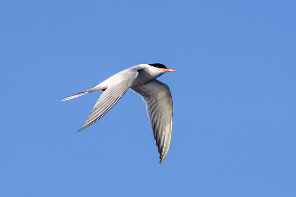 sterne pierregarin Açores, oiseaux atlantiques, faune Açores