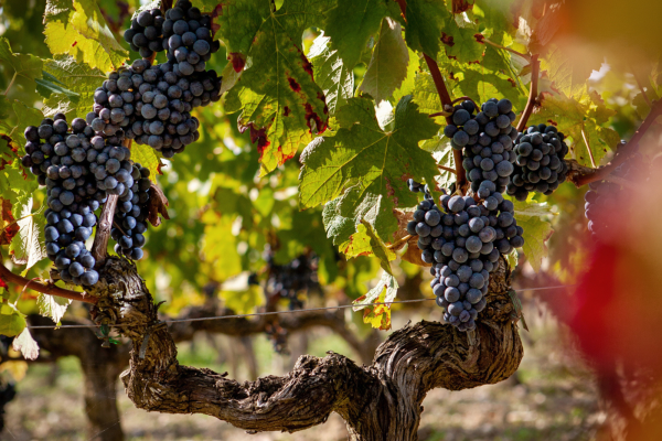 Vignes Pessac-Léognan Vert Bordeaux