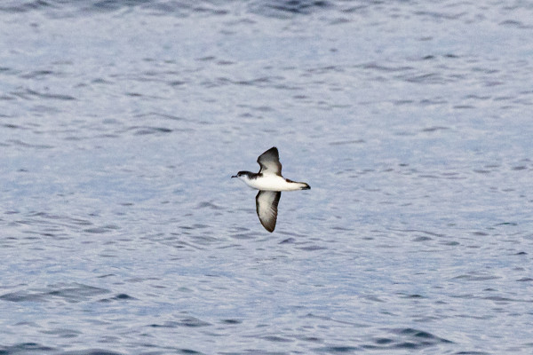 alt="Petit Frulho Puffinus baroli défiant les photographes en vol"
