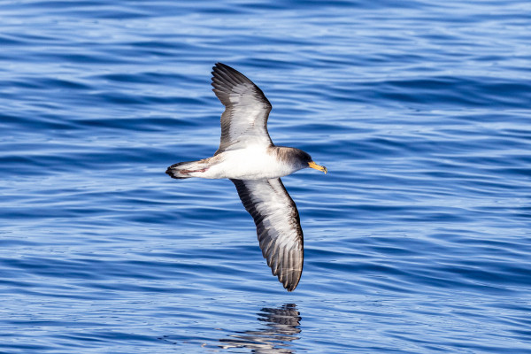 alt="Vol impressionnant d’un puffin près de la surface de la mer"