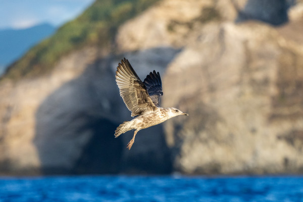 alt="Mouette juvénile"
