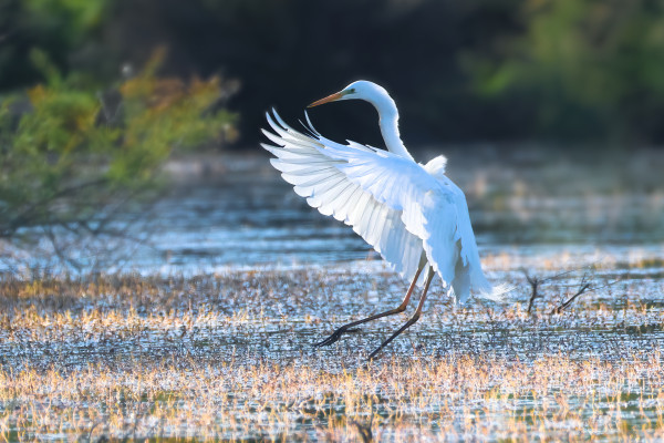 Grande aigrette © Jean-Luc Moya