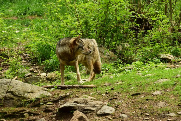 Parc des loups - Mercantour
