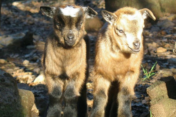 la petite ferme - chevreaux