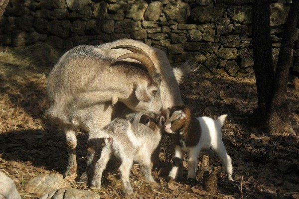 la petite ferme - parc nature