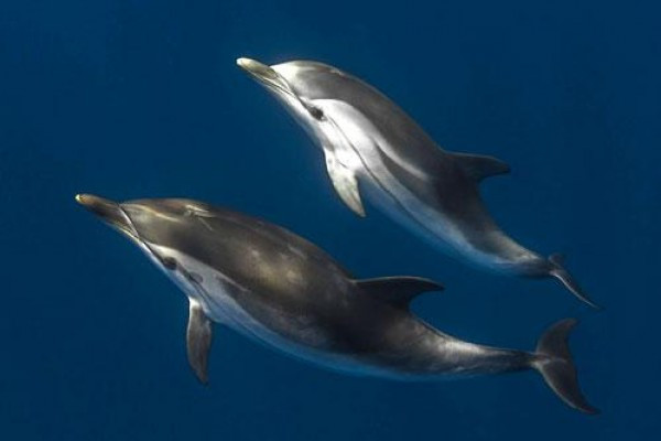 Navire Moguntia - Rencontre avec les dauphins