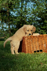 Hundeschulen für Welpen in Bochum