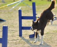 Hundeschulen in Bochum