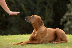 Hundeschulen in Essen