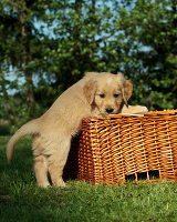 Hundeschulen in München
